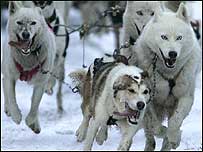 Huskies c/o PA/Andrew Milligan