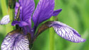Iris 'Flight of Butterflies'