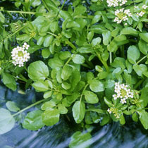 rorippa_nasturtium-aquaticum