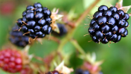 blackberries