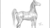 Saddlebred Horse... Saddlebred Horse...
