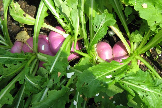Turnips