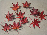 10leaves_203.jpg