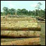 Madeira extraída da Amazônia