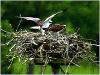 Ospreys c/o PA Images