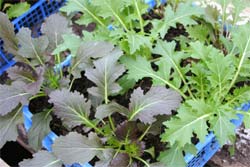 mizuna Red Knight F1 and mizuna Waido