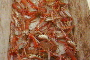 Ian has a disappointing catch