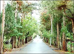 شهزاد تهرانی