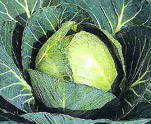 Cabbage