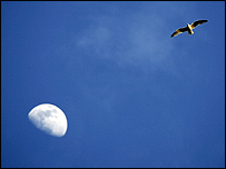 चंद्रमा