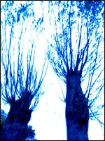 Mad Forest graphic