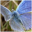 Adonis Blue