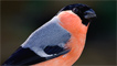 A bullfinch