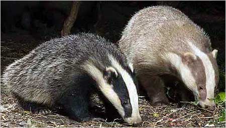 Badgers c/o Barry Crowley