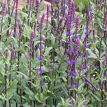 Salvia nemorosa 'Caradonna'