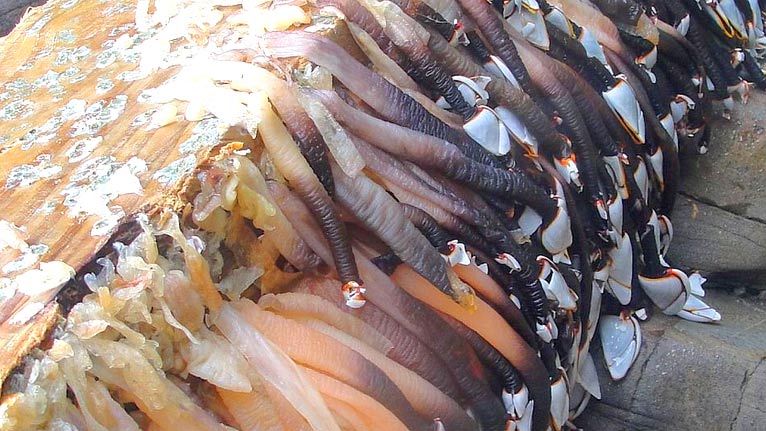 Goose barnacles by aligail1 on Flickr