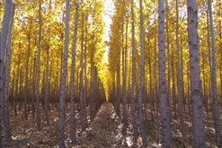 A forest of poplar trees (Photo courtesy of Jake Eaton, plant materials manager, Potlatch Corp.)