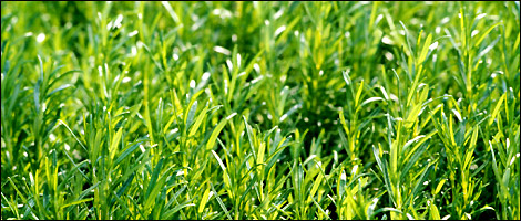 A field of Rosemary