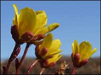 Spiderplant on Svalbard