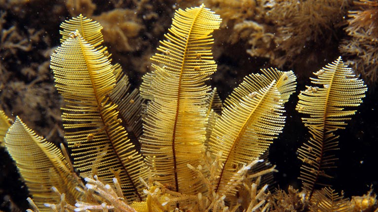 An indian feather hydriod by Kate Lock