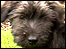 Glen Of Imaal puppy