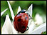 ladybird