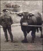 Soldier with bull