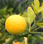 Poncirus trifoliata