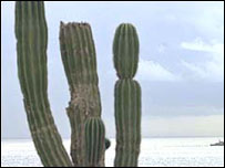 Kaktus, ilustrační foto