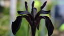 Iris chrysographes