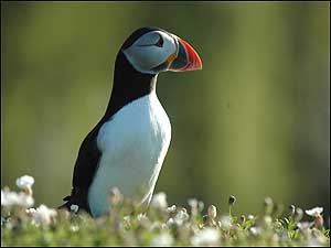 Islands Index (Image: Puffin)