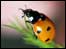 Ladybird