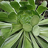 Aeonium arboreum