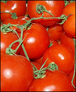 Tomatoes