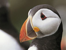 Puffin (c) RSPB images