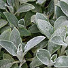 Stachys byzantina 'Silver Carpet'