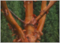 Acer griseum (orange-brown)