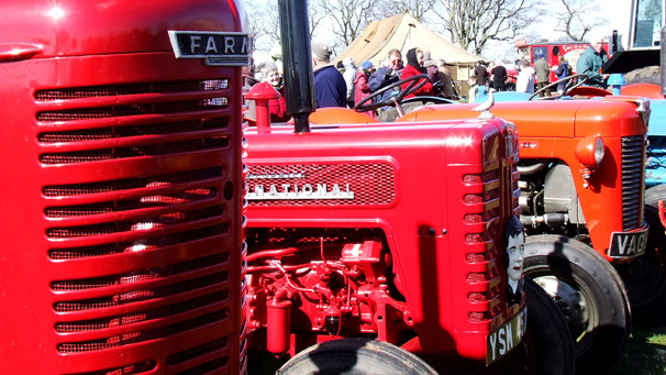 Vintage tractors lined up before a ploughing match