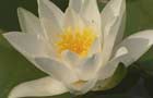 Nymphaea