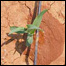 آبياری قطره يی