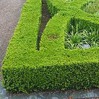 Buxus sempervirens ‘Suffruticosa’(dwarf box)