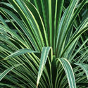 Cordyline, Cabbage tree