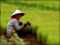 Cấy lúa