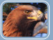 Golden Eagle