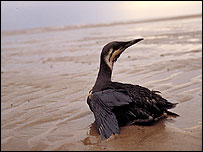 An oiled guillemot (Pic: RSPB)