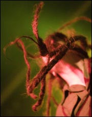 The Levellers photo: Simon White