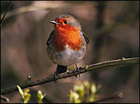 A robin (RSPB)