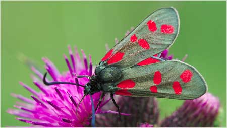 Burnet c/o Jaybee and NE Wildlife
