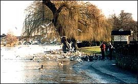 Feeding the birds on the River Thames