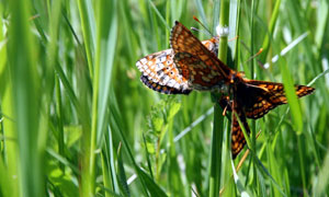 The Great British Summer